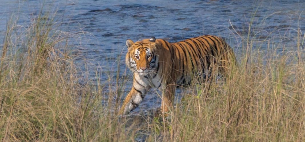 1-tiger-_-125_FOsvj1wrCA